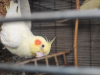 Cockatiel Bird